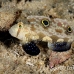 goby_spot_twin_res_kb_h_0130_png0793.jpg